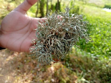 Higher Ascomycetes From Anawilundawa Bird Sanctuary On July At