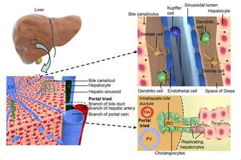 Shows The Structural Organization Of The Liver At Different Scales