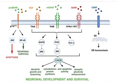 Ijms Free Full Text Glia Neurotrophic Factor Relationships