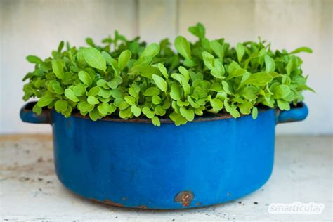 Gesunder Rucola So Einfach L Sst Sich Das W Rzige Kraut Anbauen