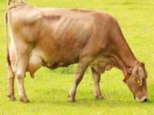 Braunvieh Cattle Characteristics Uses Origin