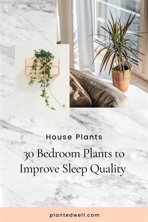 Plants For Bedroom: 30 Best Bedroom Plants To Improve Sleep Quality ...