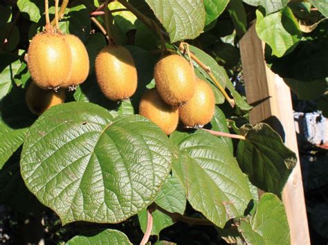 Kiwi Jenny Yennie Selbstfruchtend Actinidia Deliciosa Jenny