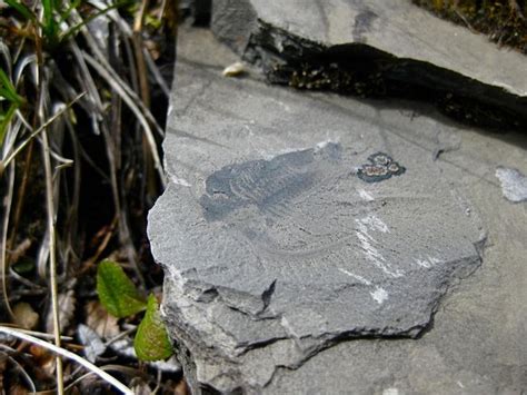 'Mother Lode' of Amazingly Preserved Fossils Discovered in Canada ...