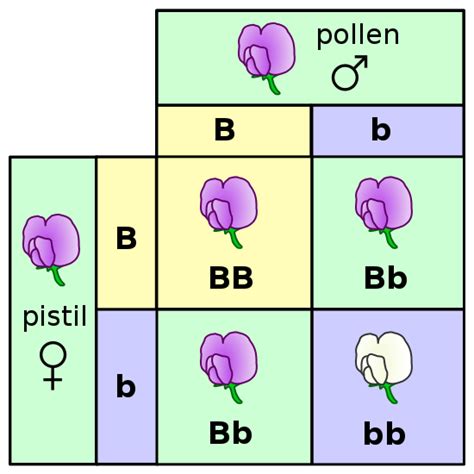 Difference Between Homozygous and Heterozygous | Definition ...