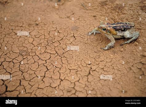 Rana De Pie En Tierra Agrietada De Arcilla Cano De La Cana Rhinella