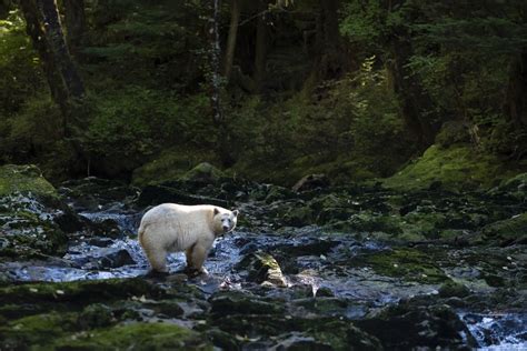 Spirit Bear in the Great Bear Rainforest | Smithsonian Photo Contest ...