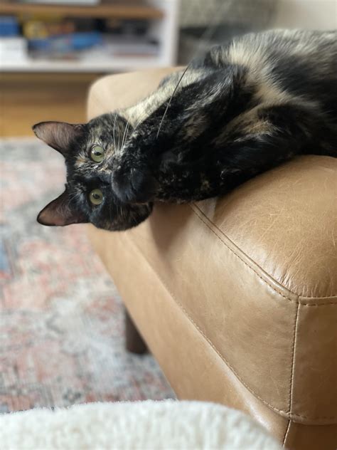 Silliest Cat I Know😂 Rtorties