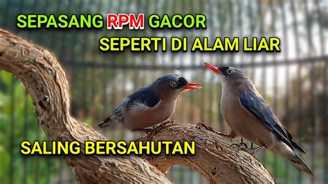 MASTERAN TERBAIK Sepasang Rambatan Paruh Merah Gacor YouTube