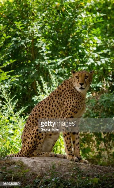 Gepard Hunting Photos and Premium High Res Pictures - Getty Images