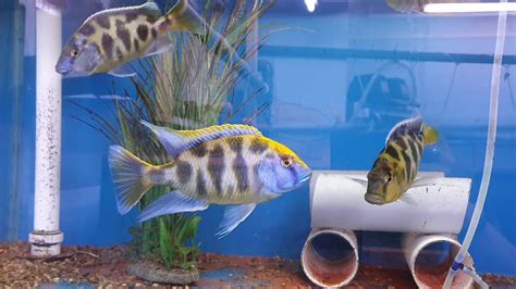 Nimbochromis Venustus Tonys African Cichlids Breeding Group Youtube