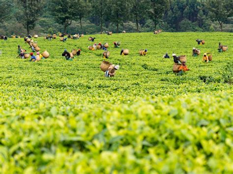 Kenyan Tea Shed Off 10,000,000 Kilos In The Month of July