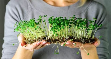 Cómo hacer germinados caseros paso a paso PortalFruticola