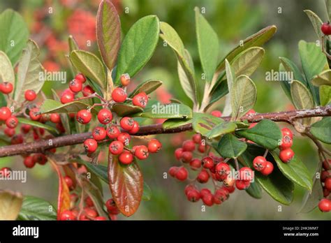 Milkflower Cotoneaster Cotoneaster Lacteus Fruits And Leaves Stock