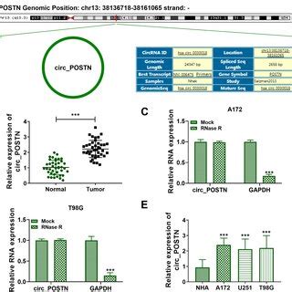 Circ Postn Expression Was Increased In Glioma Tissues And Cells