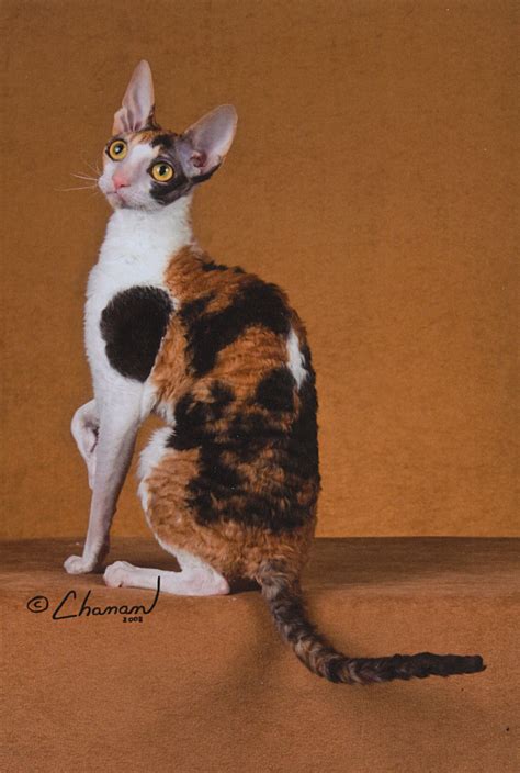 Breed Profile The Cornish Rex Devon Rex Cats Cornish Rex Cornish