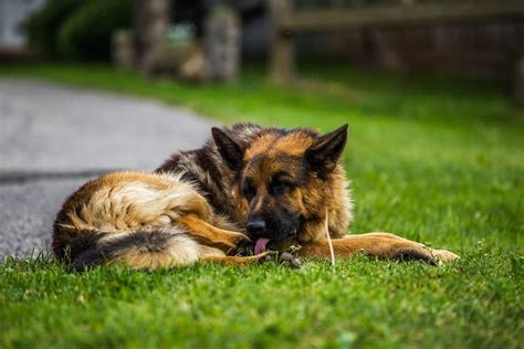 20 Common German Shepherd Health Problems - A-Z Animals