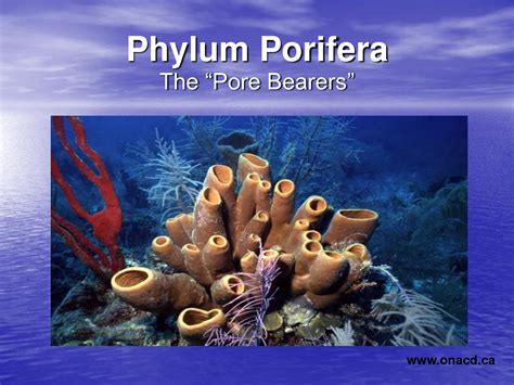 Phylum Porifera Also Known As Pore Bearers Are Made Up Of Sponges