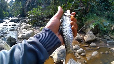 Ikan Maser Babon Di Arus Deras Sungai Bogowonto Jawaa Tengah Part