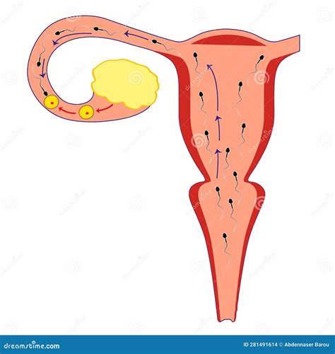 Human Fertilization Stock Illustration Illustration Of Sperm 281491614