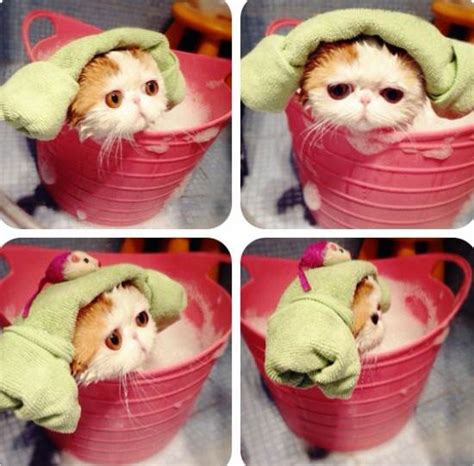 Snoopybabe The Definitive Gallery Of Instagrams Cutest Cat