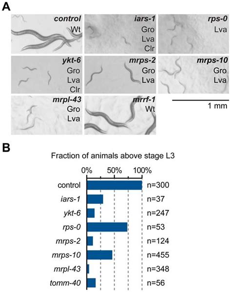 Feeding RNAi analysis of the genes affecting C. elegans larval... | Download Scientific Diagram