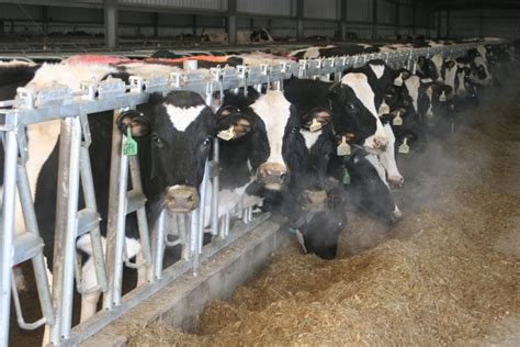 Sexed Semen Is Big Business In Dairy Farming And Focus Of Legal Battles