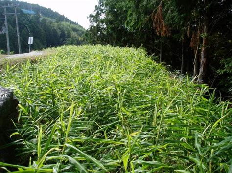 彡高知県産 無農薬 有機栽培の訳有り ひね生姜 限定4キロしょうが｜売買されたオークション情報、yahooの商品情報をアーカイブ公開