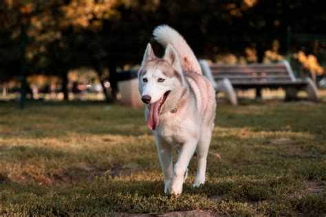 Brown Husky: Is This The Most Beautiful Husky Color?