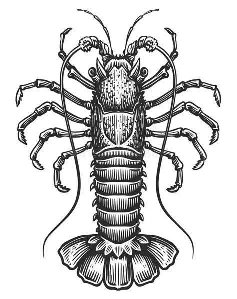 Spiny Lobster Crustacean Aquatic Animal Crayfish In Vintage Engraving