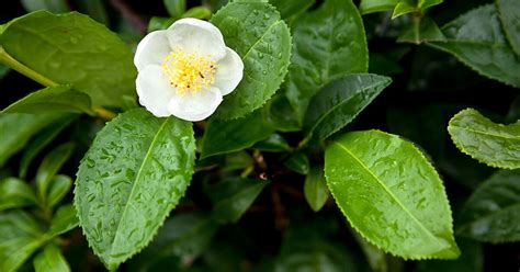 Camellia sinensis Leaf Extract: Benefits, Uses, and Side Effects