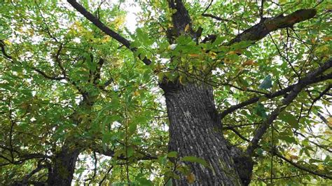 Castaño: el árbol que es testigo milenario de la historia | Fundación Aquae