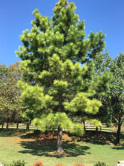 Pine Loblolly Elite Open Pollinated Op 1 0 Pinus Taeda Wood Pelajaran