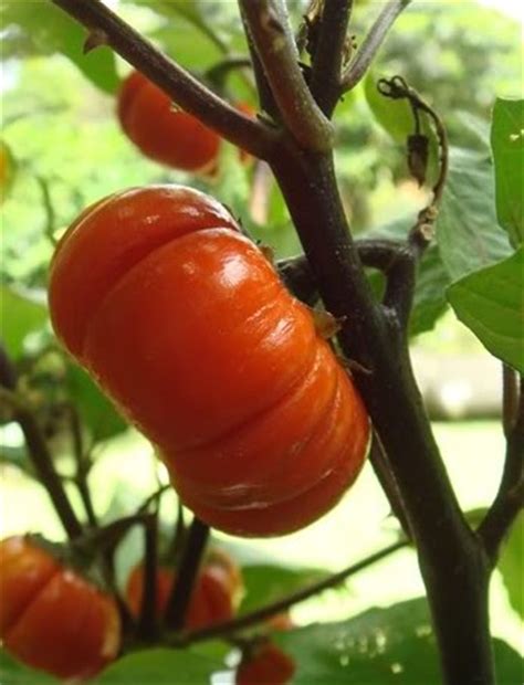 Solanum aethiopicum seed | BELL Garden Company,Wholesale Plant seeds ...