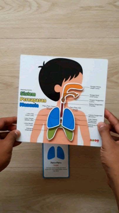 Alat Peraga Sistem Pernapasan Mainan Edukasi Lazada Indonesia