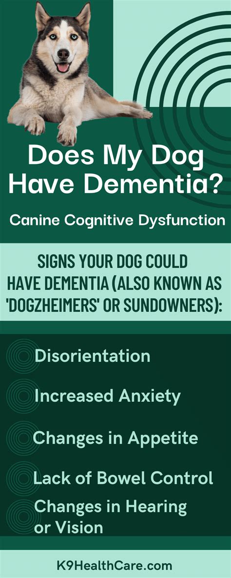 Dementia In Dogs - Care & Treatment For Dogzheimers