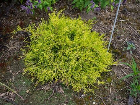 Chamaecyparis Pisifera Sungold Sungold False Cypress North