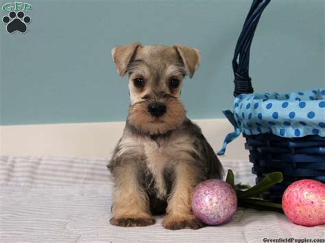 Miniature Schnauzer Puppies For Sale | Greenfield Puppies