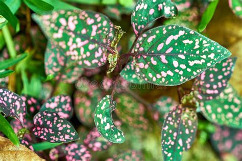 Il Phyllostachya Di Hypoestes Con Il Rosa Ha Macchiato Le Foglie