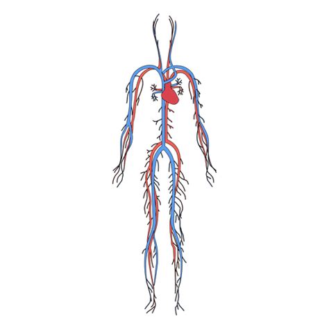 Clip Art Blood Vessels Clipart Human Vein Png Transparent Cartoon