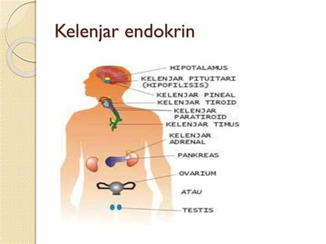 Anatomi Fisiologi Sistem Endokrin Homecare24