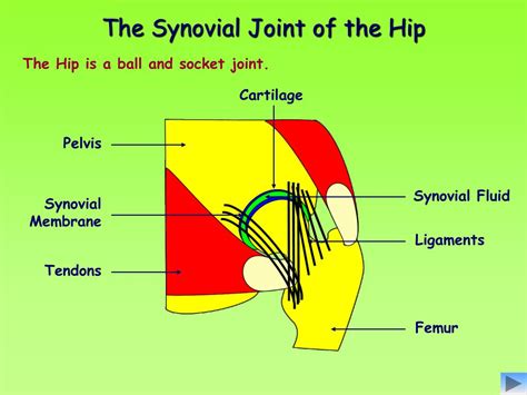 Ppt Joints Powerpoint Presentation Free Download Id 2290879