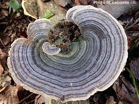 Trametes versicolor Coriolus versicolor M Lecomte M Pérez De