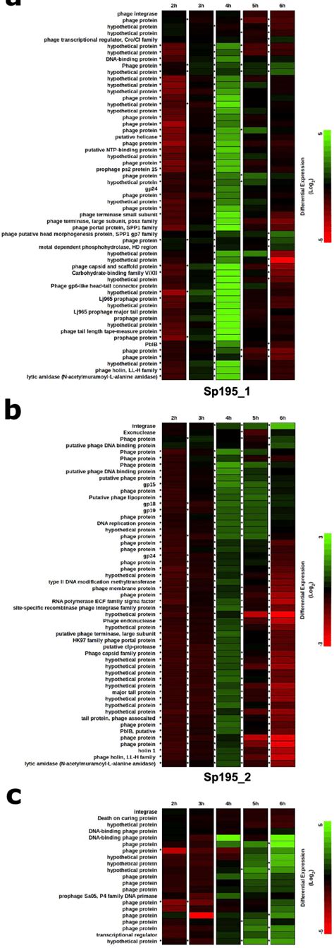 Heat Maps Describing The Results Of The Rna Seq Experiment Prophage Download Scientific