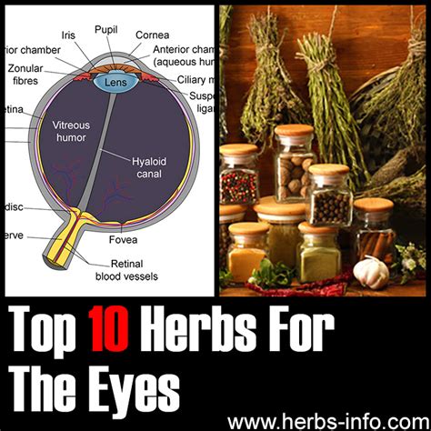 10 Herbs For The Eyes Herbs Health And Happiness