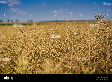 Ripe Canola Field Ready For Harvest Under Summer Sun Stock Photo Alamy