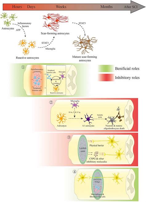 Frontiers Dissecting The Dual Role Of The Glial Scar And Scar Forming