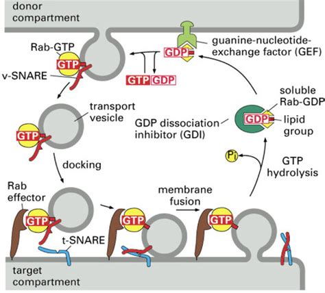 Vesicular Trafficking Membrane Trafficking In Disease Flashcards