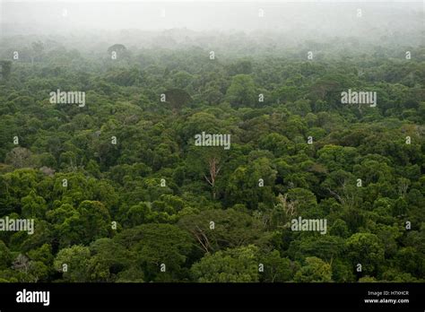 Rainforest, Iwokrama Rainforest Reserve, Guyana Stock Photo - Alamy