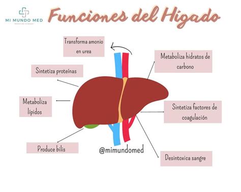 Funciones Del H Gado Shari Arce Udocz